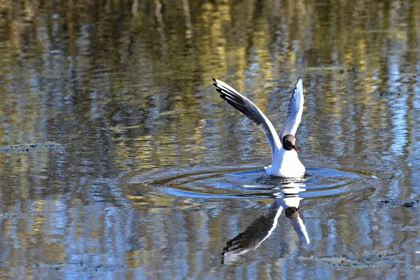Mewa ptaków wodnych — Zdjęcie stockowe