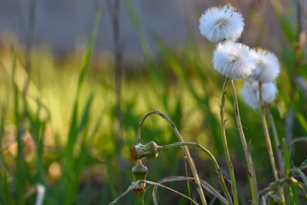 Pissenlit fleurs herbe fond — Photo