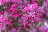 Картина, постер, плакат, фотообои "pink sakura flowers background", артикул 73681369