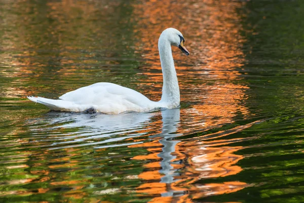 Swan lake park damm — Stockfoto