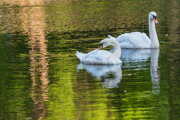 Swan lake park pond — Stock Photo, Image