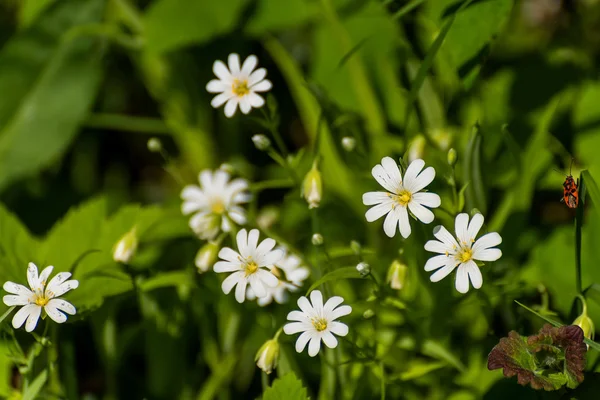 White flowers meadow spring — Stock Photo, Image