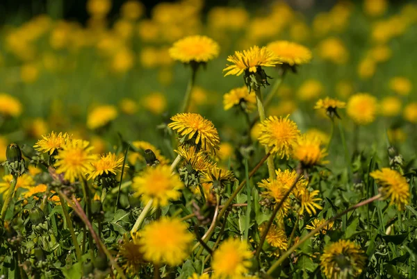 Dandelion flores prado — Fotografia de Stock