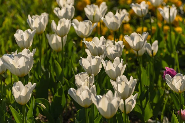 White tulips flowers background — Stock Photo, Image