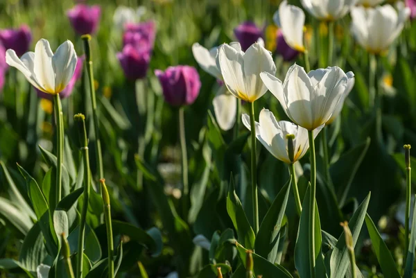 White tulips flowers background — Stock Photo, Image