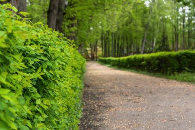sokağa park çay çalılar 
