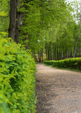Sokakta kısaltıldı çay çalılar ile park ve ağaçlar içinde belgili tanımlık geçmiş güzel görünüm