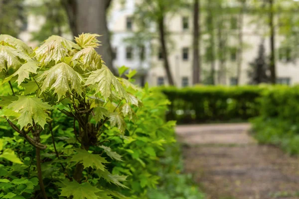 Allee-Ahorn-Park Teesträucher — Stockfoto