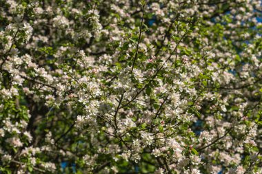 beyaz çiçekler elma ağacı arka plan