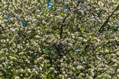 beyaz çiçekler elma ağacı arka plan