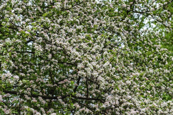 Όμορφη Άνοιξη Floral Μοτίβο Των Κλάδων Των Δέντρων Μηλιάς Άσπρα — Φωτογραφία Αρχείου