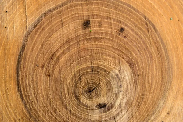 Madera tronco aserrado textura — Foto de Stock
