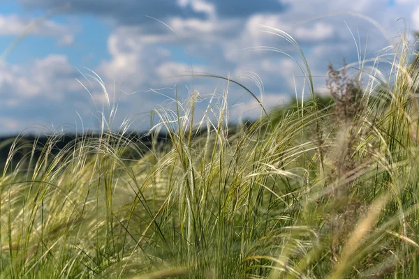 Feather grass field — Stock Photo, Image
