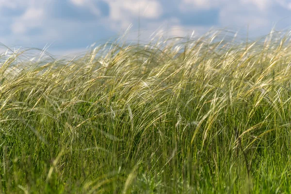 Feather grass field — Stock Photo, Image