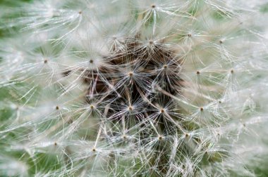 Karahindiba çiçeği yaklaş.
