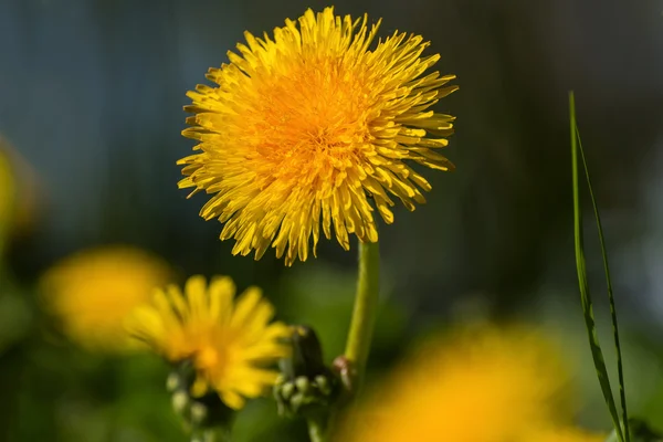 Dandelion flower meadow closeup — Stock Photo, Image