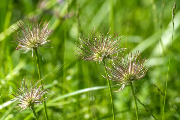 Prairie fleur herbe printemps — Photo