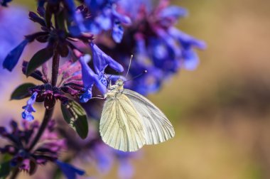 Kelebek çiçek nektarı 