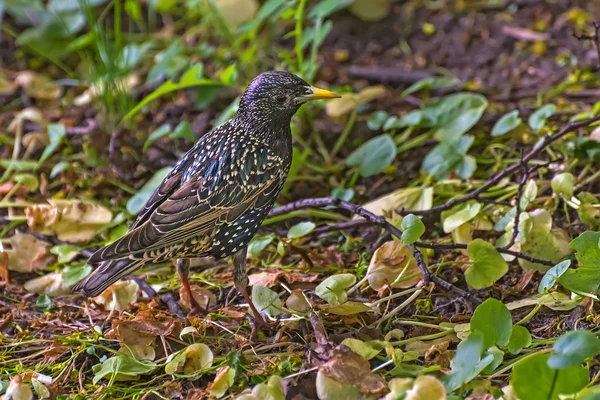 Estornino pájaro nestling hierba — Foto de Stock