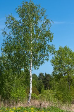 Huş grove yaz bırakır