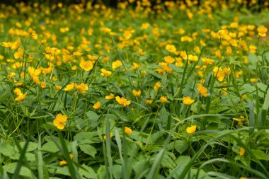 düğünçiçekleri çiçek çayır 