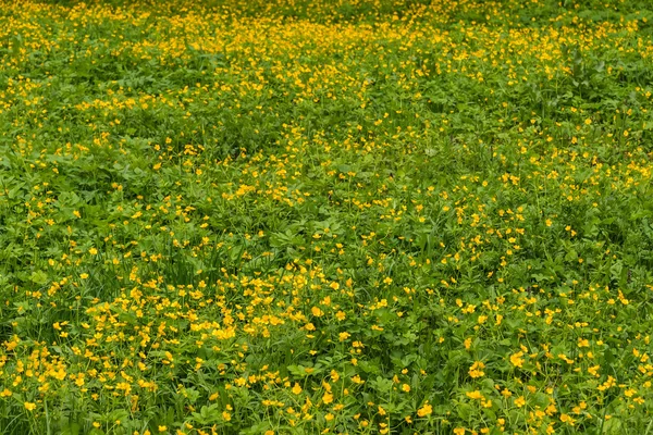 Buttercups fleurs prairie — Photo
