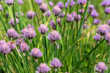 Mor soğan çiçek bahçe içinde güzel doğal çiçek arka plan
