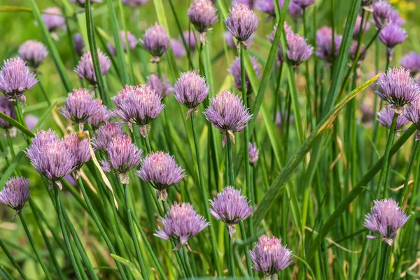 Beau Fond Floral Naturel Fleurs Oignon Violet Dans Jardin — Photo