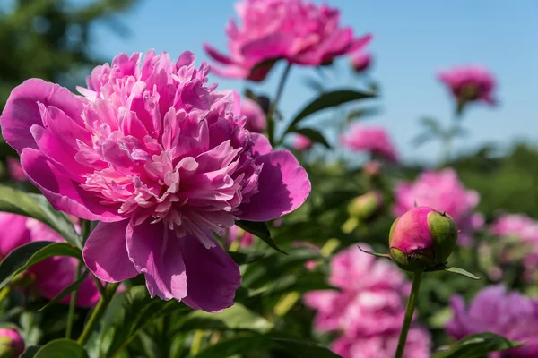 Colourful Bright Floral Decorative Background Beautiful Big Pink Peonies Bed — Stock Photo, Image