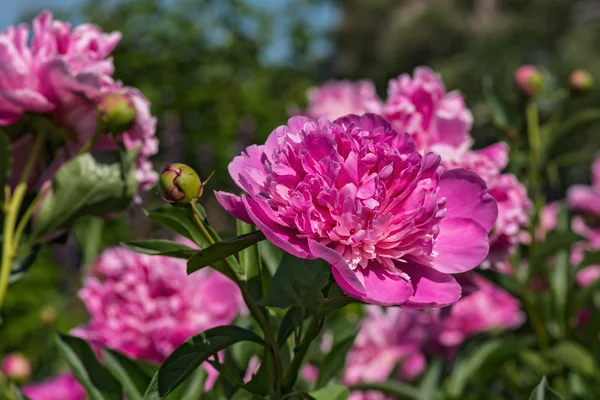 Kwiaty różowe piwonie tło — Zdjęcie stockowe