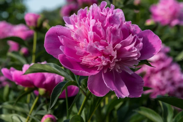 Pink peonies flowers background — Stock Photo, Image