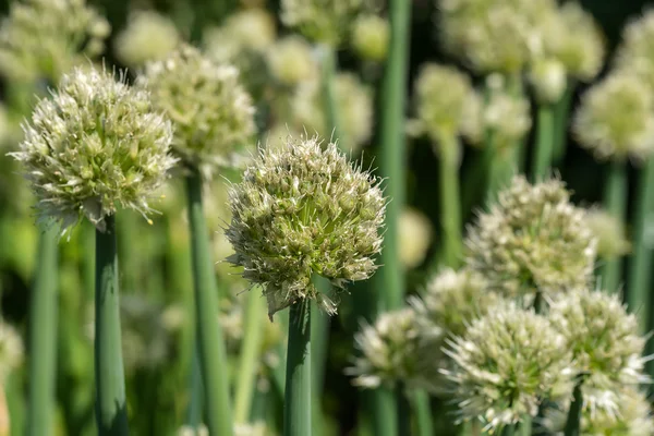 Cebolla flor brotes planta verduras —  Fotos de Stock