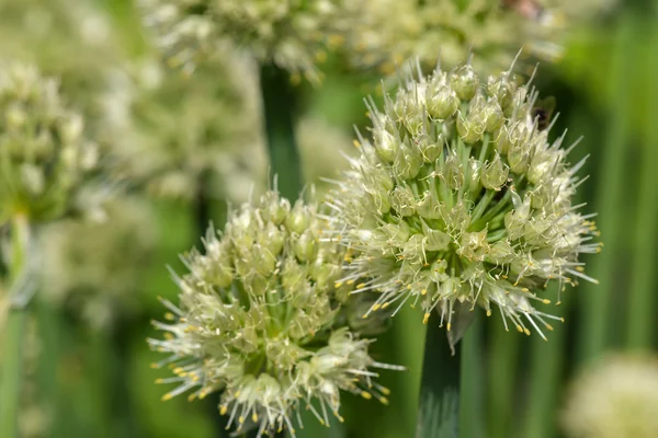 Onion flower buds plant vegetables — Stock Photo, Image