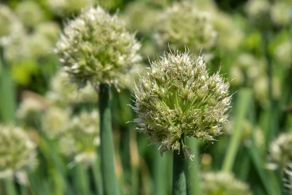 Oignon fleurs bourgeons plantes légumes — Photo