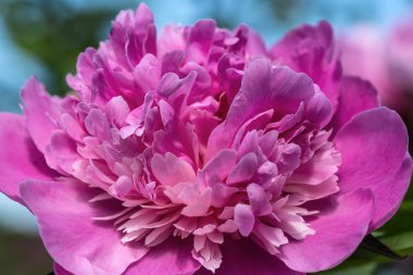 Pembe şakayık çiçek arkaplanı