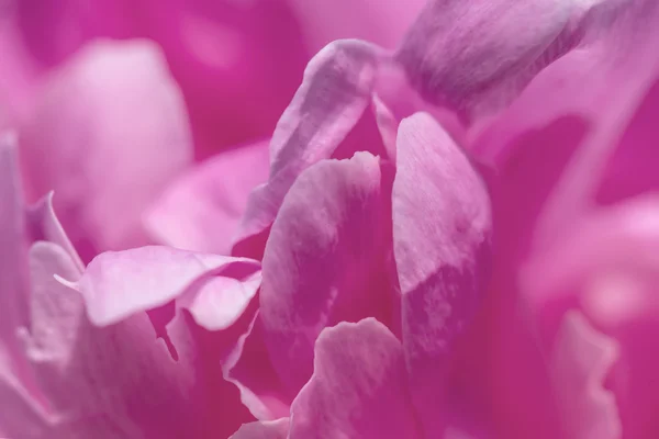 Pink abstract flower background — Stock Photo, Image