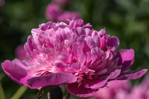 Pink peony flower background — Stock Photo, Image