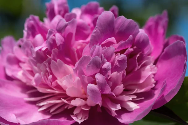 Pink peony flower background — Stock Photo, Image