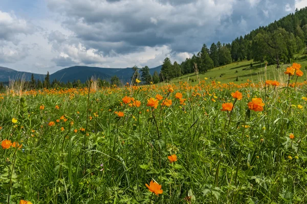 Oranje bloemen weide bergen — Stockfoto