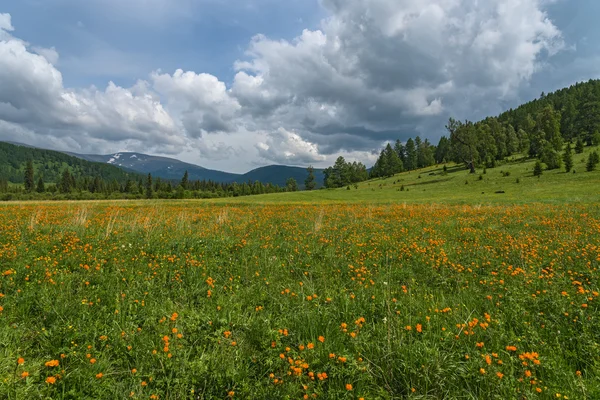 Orange flowers meadow mountains — Stock Photo, Image