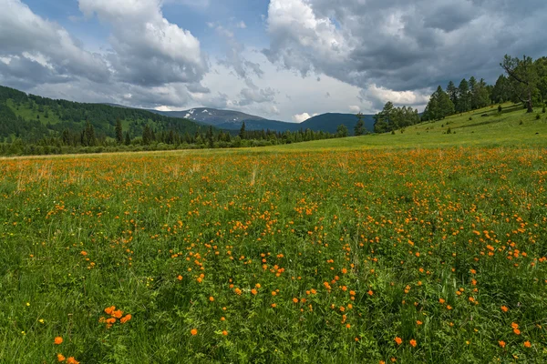 Orange flowers meadow mountains — Stock Photo, Image