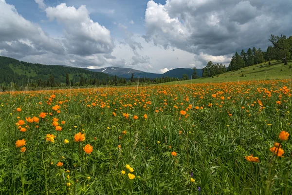 Krásná Horská Krajina Oranžovými Květy Louce Pozadí Hor Lesů Modrou — Stock fotografie