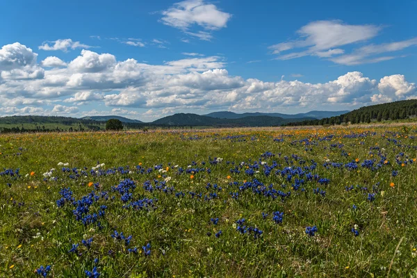 Flowers meadow mountains — Stock Photo, Image