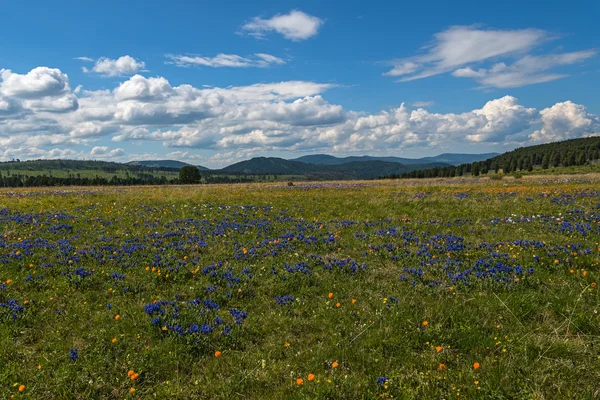Flowers meadow mountains — Stock Photo, Image