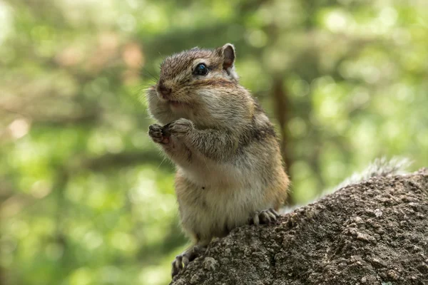 Streifenhörnchen-Porträtstein — Stockfoto