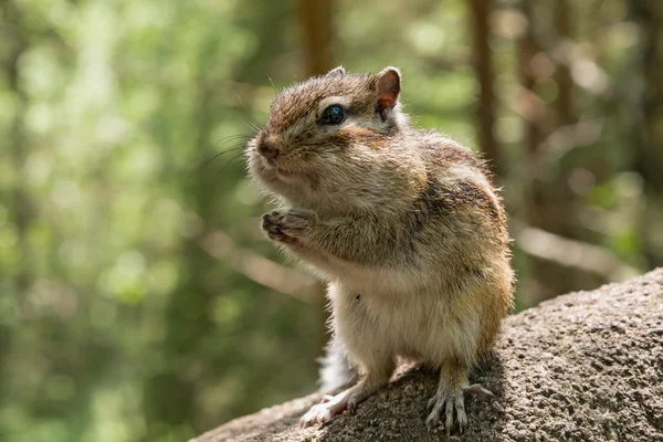 Chipmunk portret steen — Stockfoto