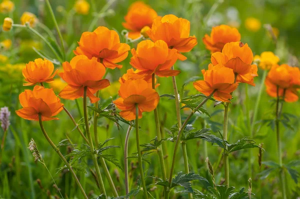 Orange flowers meadow mountains — Stock Photo, Image