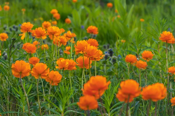 Laranja flores prado montanhas — Fotografia de Stock