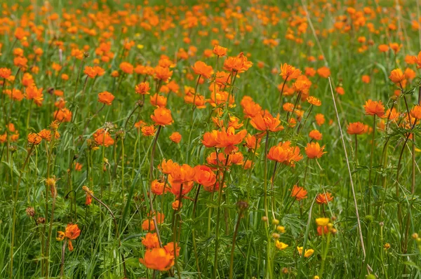 Pomarańczowe kwiaty łąka gór — Zdjęcie stockowe