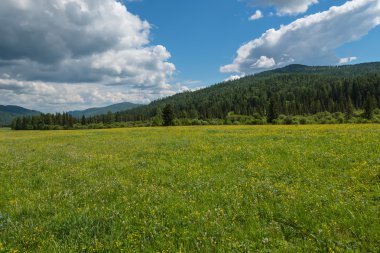 kır çiçekleri çayır dağlar